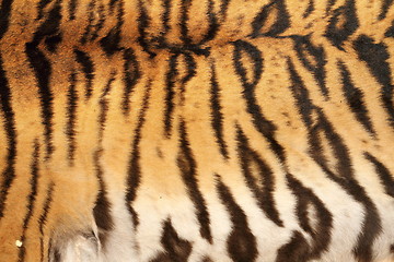 Image showing real tiger stripes on animal skin