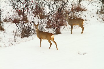 Image showing roe deers in the snow