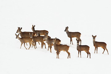 Image showing roe deers in a winter day