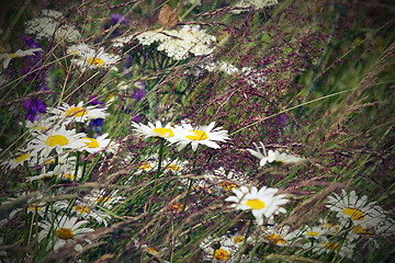 Image showing wild daisies in the field