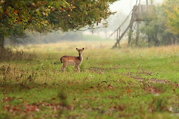 Image showing fallow deer doe in the forest