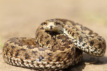 Image showing the elusive hungarian  meadow viper