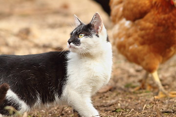 Image showing domestic cat in the farmyard