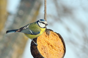 Image showing blue tit on coconut lard feeder