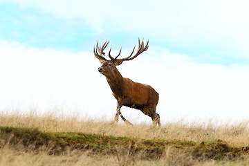 Image showing red deer buck running on top of a hill