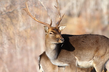 Image showing outdoor portrait of fallow deer buck