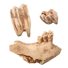 Image showing red deer mandible and molars