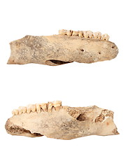 Image showing wild boar isolated ancient mandible