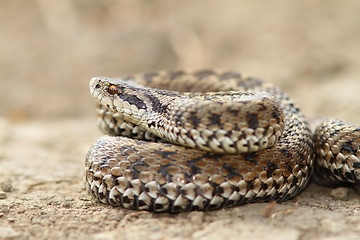 Image showing close up of female meadow viper