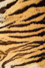 Image showing tiger real fur