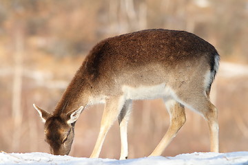 Image showing fallow deer foraging for food in snow