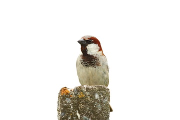 Image showing isolated male house sparrow