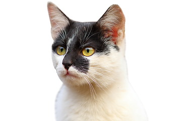Image showing isolated portrait of cute cat