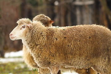 Image showing sheep in the farmyard