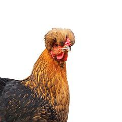 Image showing crested funny isolated hen