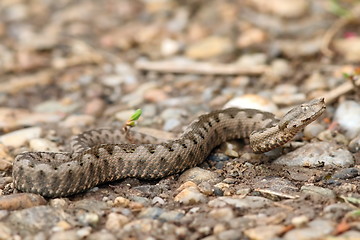 Image showing juvenile european nose horned viper