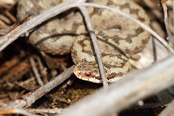 Image showing common european viper hiding amongst twigs