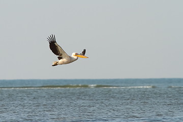 Image showing great pelican in flight over sea