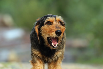 Image showing teckel dog portrait