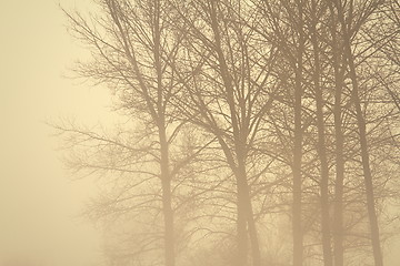 Image showing spooky forest in the mist