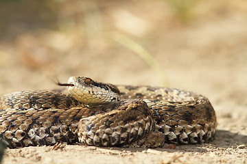 Image showing vipera ursinii on the ground