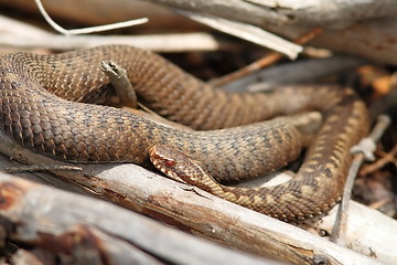 Image showing orange female common adder