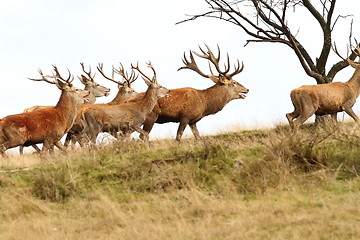 Image showing herd of red deers on the hill