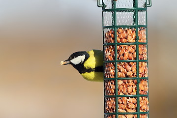 Image showing great tit eating peanuts