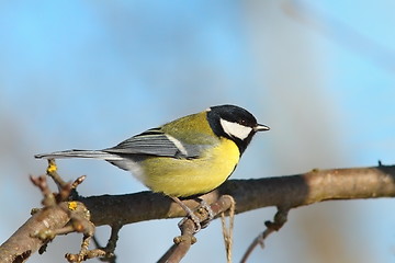 Image showing great tit on branch