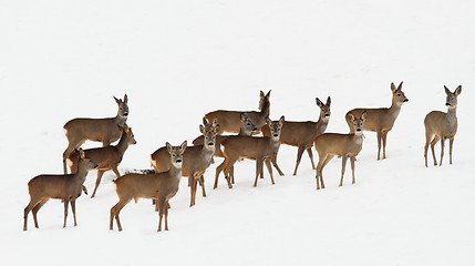 Image showing roe deer herd over white snow