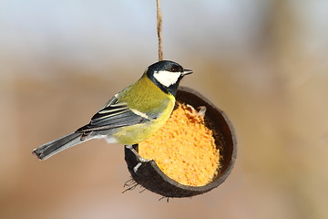 Image showing great tit on coconut lard feeder