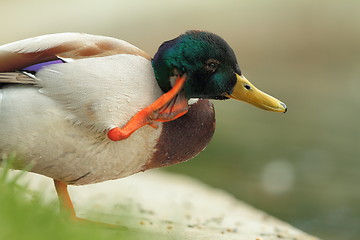 Image showing mallard drake close up