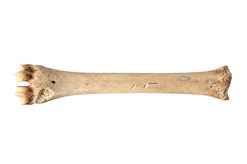 Image showing isolated roe deer cannon bone