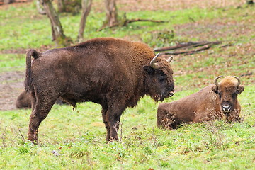 Image showing big european bison