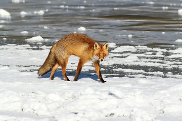 Image showing colorful fox walking on ice