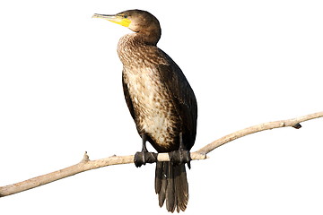 Image showing isolated great cormorant on branch