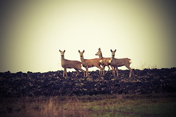 Image showing vintage image of wild roe deers