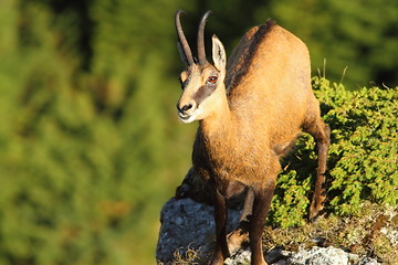 Image showing wild chamois looking up to the camera