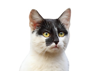 Image showing portrait of cute cat over white