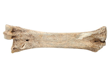 Image showing red deer cannon bone