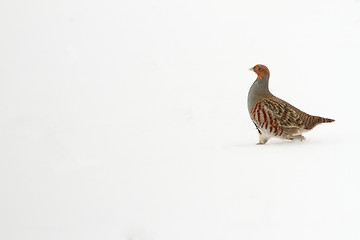 Image showing grey partridge on snow