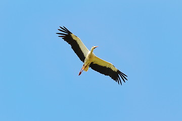 Image showing white stork in flight over blue sky