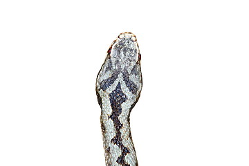 Image showing isolated head of vipera berus