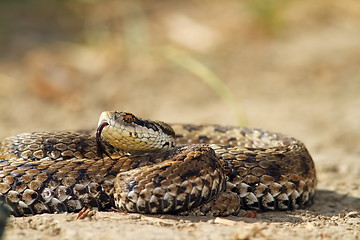 Image showing meadow adder on ground