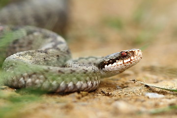 Image showing female common european adder on ground