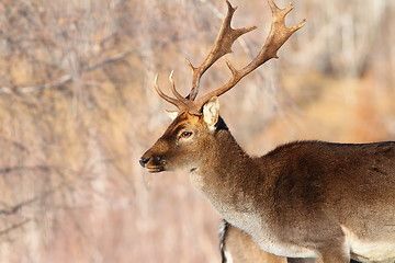 Image showing male fallow deer portrait