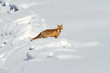 Image showing beautiful red fox in snow