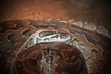 Image showing python sebae natalensis