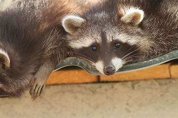 Image showing raccoon on the zoo