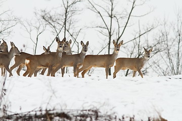 Image showing deers near the forest